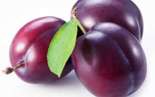 Полезные для организма фрукты — сливы: польза и вред