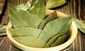 Лавровый лист — польза и вред ароматной приправы