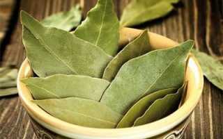 Лавровый лист — польза и вред ароматной приправы