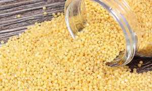 Солнечное пшено: польза и вред крупы для организма