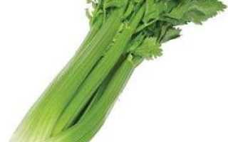 Сельдерей: польза и вред
