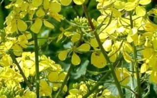 Горчичники при лечении простуды: как пользоваться горчицей