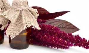 Чудодейственное средство: что такое амарантовое масло и как его использовать?