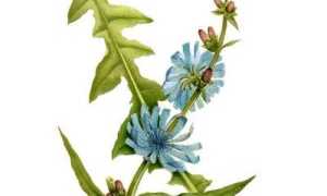 Вся правда про цикорий: польза и вред в растворимом виде