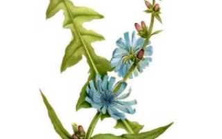 Вся правда про цикорий: польза и вред в растворимом виде