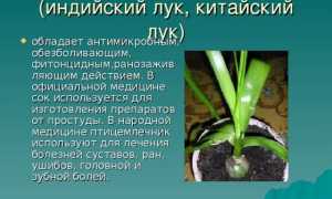 Индийский лук: лечебные свойства и применение в медицине