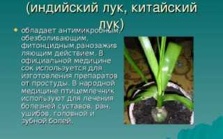 Индийский лук: лечебные свойства и применение в медицине