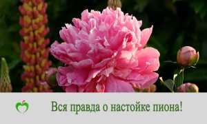 Настойка пиона — польза и вред для организма