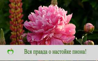 Настойка пиона — польза и вред для организма