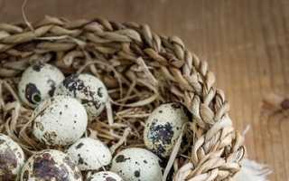 Перепелиные яйца: польза и вред для детей и взрослых