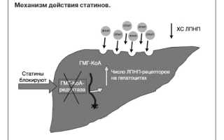 Чем отличается препарат Липримар от Аторвастатина и какой из них лучше?