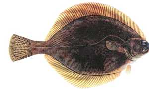 Плоская рыба морских глубин — камбала: её польза и вред