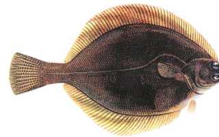 Плоская рыба морских глубин — камбала: её польза и вред