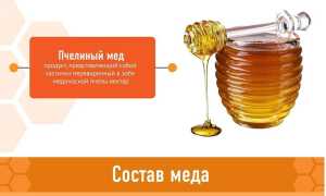 Мед пчелиный — польза и вред для человека