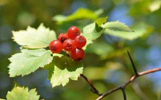 Настоящее чудо природы – боярышник: польза и целебные свойства плодов, цветов и листьев