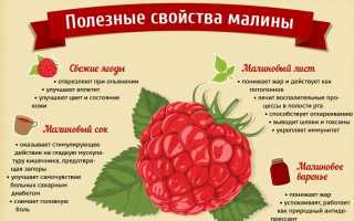 Малина – польза и вред для здоровья