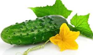 Огурцы: польза и вред для организма