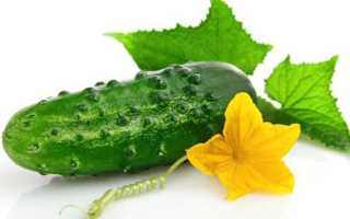 Огурцы: польза и вред для организма