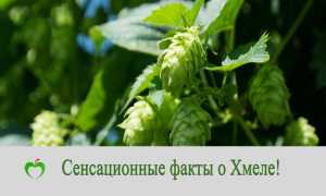 Шишки хмеля: лечебные свойства и противопоказания