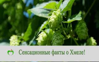 Шишки хмеля: лечебные свойства и противопоказания