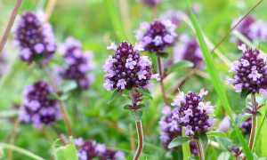 Зеленый лекарь: полезные свойства душицы и способы применения травы при различных заболеваниях