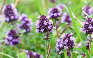 Зеленый лекарь: полезные свойства душицы и способы применения травы при различных заболеваниях