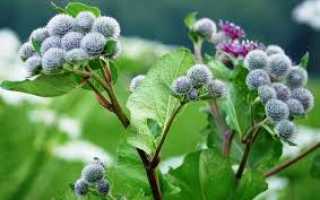 Сок лопуха — лечебные свойства и противопоказания знаменитого народного средства