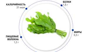 Щавель — польза и вред молодого растения