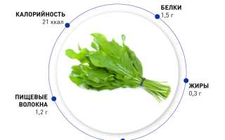 Щавель — польза и вред молодого растения