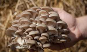 Уникальные грибы вешенки: польза для здоровья, фигуры и кожи, а также возможный вред при употреблении