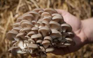 Уникальные грибы вешенки: польза для здоровья, фигуры и кожи, а также возможный вред при употреблении