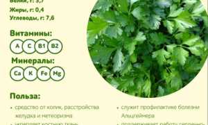 Петрушка: лечебные свойства и противопоказания для организма