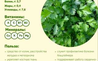 Петрушка: лечебные свойства и противопоказания для организма