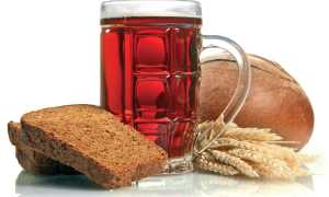 Квас — польза и вред русского напитка