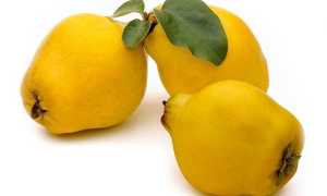 Айва: польза и вред самого твердого и вкусного на свете плода