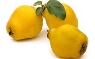 Айва: польза и вред самого твердого и вкусного на свете плода