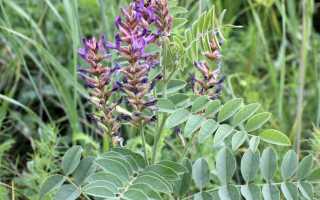 Солодка – лечебные свойства и противопоказания для растущего организма