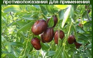 Полезные свойства и противопоказания зизифуса