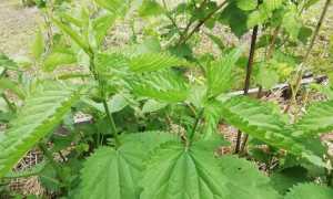 Травы, которыми стоит запастись на зиму