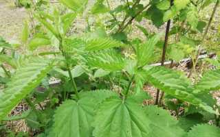 Травы, которыми стоит запастись на зиму