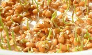 Пророщенная пшеница: польза и вред уникального растения