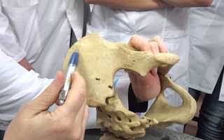 Строение седалищной кости, большая и малая седалищные вырезки
