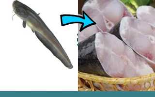 7 видов рыбы, которая опасна для употребления