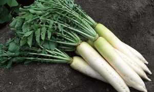 Дайкон: польза и вред белой редьки