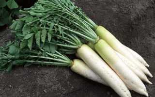 Дайкон: польза и вред белой редьки