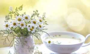 Ромашковый чай — польза и вред русского напитка