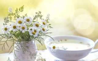 Ромашковый чай — польза и вред русского напитка