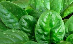 Шпинат: польза и вред