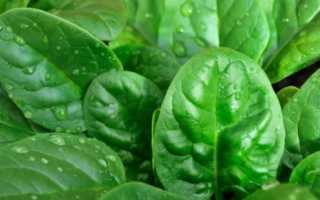Шпинат: польза и вред