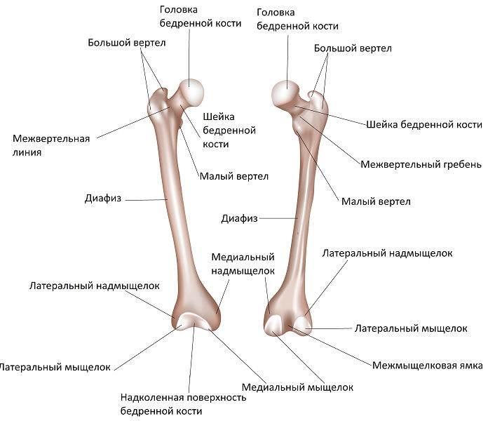 Строение кости бедра
